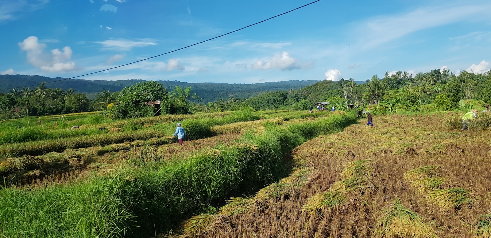 Food & Agriculture